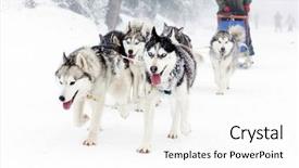  Presentation with dog sled - Theme consisting of dog sled race background and a white colored foreground