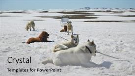  Presentation with dog sled - Presentation theme having dog sled ready background and a light gray colored foreground