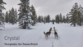  Presentation with dog sled - Slides enhanced with dog-sled-ride-through-snowy background and a  colored foreground