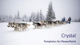  Presentation with dog sled - Slides with dog sled background and a sky blue colored foreground