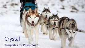  Presentation with dog sled - Cool new PPT theme with dog-sledding with huskies backdrop and a sky blue colored foreground