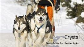  Presentation with dog sled - Colorful slides enhanced with dog-sledding with huskies backdrop and a mint green colored foreground