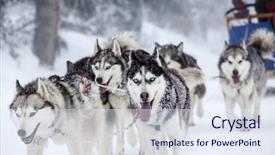  Presentation with dog sled - Presentation theme having dog-sledding with huskies background and a sky blue colored foreground