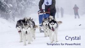  Presentation with dog sled - Amazing slides having dog-sledding with huskies backdrop and a sky blue colored foreground