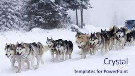  Presentation with husky - Beautiful presentation featuring siberian husky - dog-sledding with huskies backdrop and a sky blue colored foreground