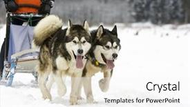  Presentation with dog sled - Colorful PPT layouts enhanced with dog-sledding with huskies backdrop and a white colored foreground