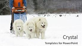  Presentation with dog - Beautiful PPT theme featuring dog-sledding with samoyed dogs backdrop and a  colored foreground