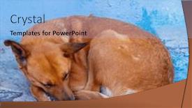  Presentation with moroccan - 