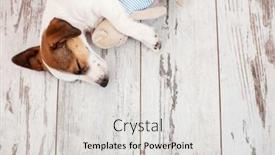  Presentation with dog house - PPT layouts with dog-sleeping-on-the-warm and a  colored foreground