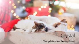  Presentation with dog christmas - Cool new PPT theme with dog sleeping under christmas backdrop and a soft green colored foreground