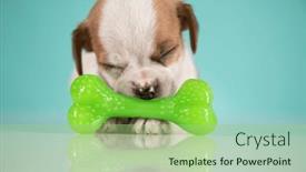  Presentation with bone - 