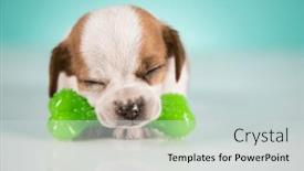  Presentation with rubber - 