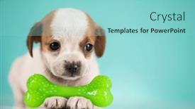  Presentation with bone - 