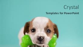  Presentation with rubber - 