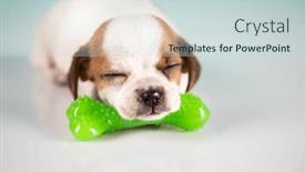  Presentation with rubber - 