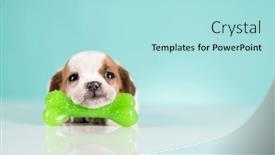  Presentation with bone - 