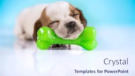  Presentation with rubber - 