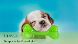  Presentation with rubber - 