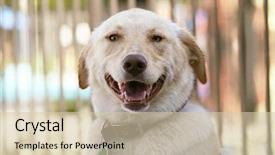  Presentation with blue earth eye - Audience pleasing PPT layouts consisting of dog smiling at the camera backdrop and a  colored foreground