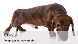  Presentation with dachshund - Amazing slide deck having dog sniffing - dachshund sniffing the ground on white background backdrop and a light gray colored foreground