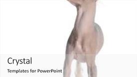  Presentation with tongue - PPT layouts with dog-sticking-out-tongue-chinese background and a white colored foreground