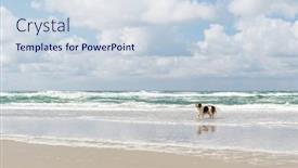  Presentation with swimming - Colorful presentation design enhanced with dog-swimming-and-playing backdrop and a sky blue colored foreground