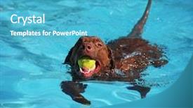  Presentation with public - Slide set featuring dog swimming at a local public pool background and a teal colored foreground
