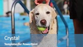  Presentation with public - PPT layouts having dog swimming at a local public pool background and a teal colored foreground