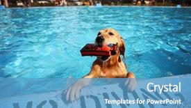  Presentation with dog poop scoop - Colorful slide set enhanced with dog swimming at a local backdrop and a teal colored foreground