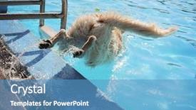  Presentation with public - PPT layouts having dog swimming at a local public pool background and a teal colored foreground
