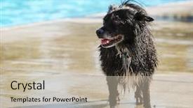  Presentation with public - Theme having dog swimming at a local background and a mint green colored foreground