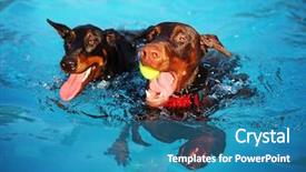  Presentation with doberman - Audience pleasing presentation theme consisting of dog swimming at a local backdrop and a teal colored foreground