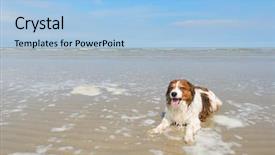  Presentation with swimming - Beautiful presentation featuring dog swimming in north sea backdrop and a  colored foreground