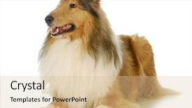  Presentation with rough - Cool new PPT theme with dog teeth - collie - rough coated collie backdrop and a  colored foreground
