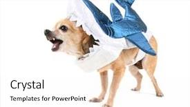  Presentation with shark - PPT theme featuring dog teeth - cute chihuahua in a shark background and a white colored foreground