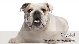  Presentation with english bulldog - Colorful presentation enhanced with dog teeth - english bulldog 8 months old backdrop and a light gray colored foreground