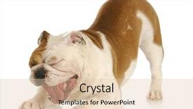  Presentation with english bulldog - PPT theme with dog teeth - english bulldog with mouth open background and a lemonade colored foreground