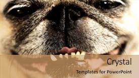  Presentation with extreme - PPT theme consisting of dog teeth - extreme close up of fawn background and a coral colored foreground