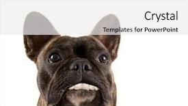  Presentation with french revolution in tourism - Presentation enhanced with dog teeth - french bulldog isolated background and a  colored foreground