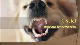  Presentation with teeth - Presentation theme featuring dog teeth - grin of merry golden retriever background and a tawny brown colored foreground