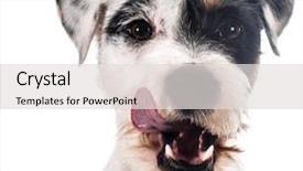  Presentation with hydraulic press bottle jack - Theme having dog teeth - jack russel terrier licking lips background and a light gray colored foreground