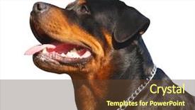  Presentation with clipping - PPT theme enhanced with dog teeth - portrait of a happy rottweiler background and a  colored foreground