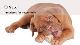  Presentation with bone fracture femur - Audience pleasing theme consisting of dog teeth - puppy is lying backdrop and a soft green colored foreground