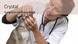  Presentation with vet - Slide set featuring dog teeth - vet examining a chihuahua background and a coral colored foreground