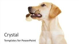 Presentation with brush - Cool new slides with dog teeth - young labrador retriever holding backdrop and a white colored foreground
