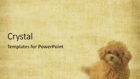  Presentation with poodle - PPT theme consisting of dog template - vintage wallpaper background with toy background and a blonde colored foreground