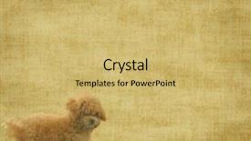  Presentation with poodle - Cool new PPT theme with dog template - vintage wallpaper background with toy backdrop and a yellow colored foreground