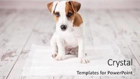  Presentation with toilet training - Slide set with dog to the toilet training background and a white colored foreground