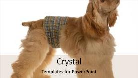  Presentation with pee - Slides featuring dog training - male american cocker background and a coral colored foreground