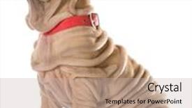  Presentation with pei - Audience pleasing slide deck consisting of dog training - chinese shar pei sitting with collar and leash on isolated on white background backdrop and a soft green colored foreground